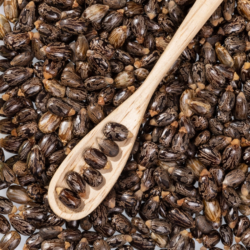 pro_6cf_castor-seeds.webp