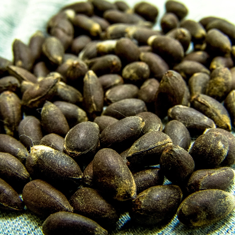 pro_c49_cotton-seeds.webp
